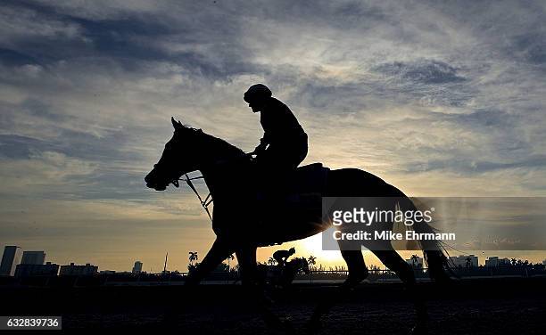 Horse works out ahead of the $12 Million Pegasus World Cup at Gulfstream Park on January 27, 2017 in Hallandale, Florida.
