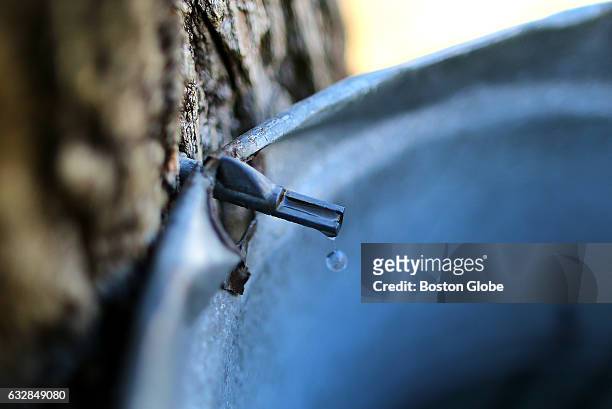 Drip of sap falls from a tapped tree next to the Moose Hill Wildlife Sanctuary headquarters in Sharon, MA on Feb. 26, 2016. Maple sugaring takes...