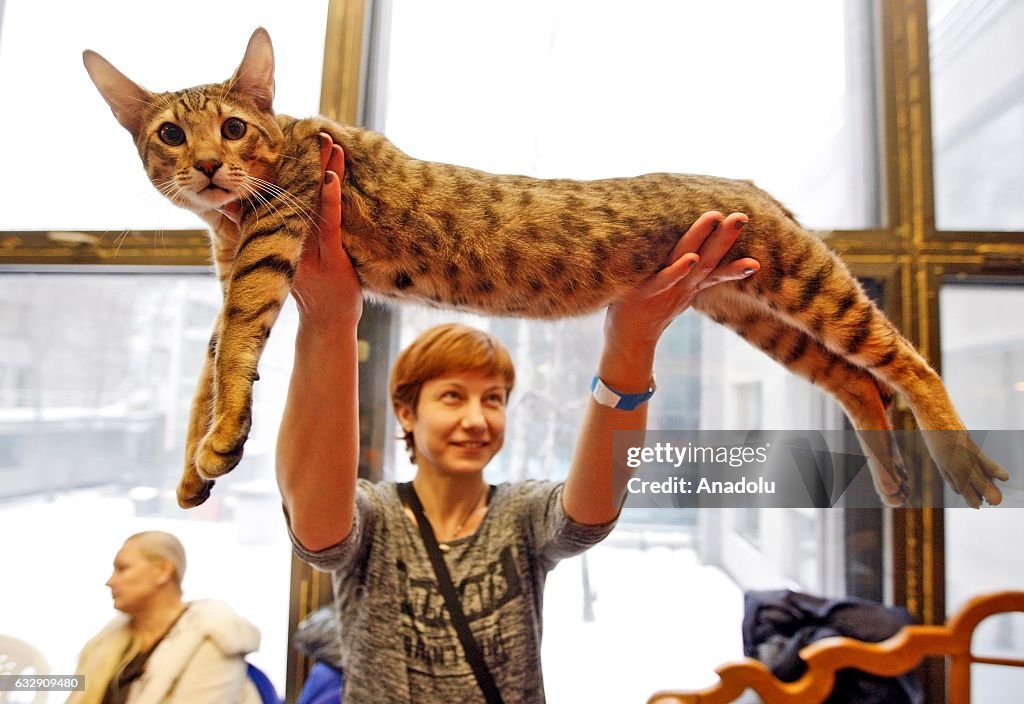 International Cat Show in Kiev