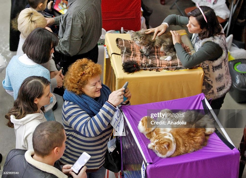 International Cat Show in Kiev