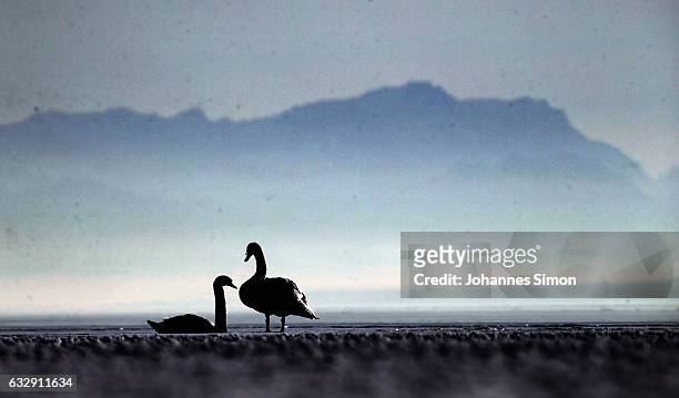 Swans sit in the sun on Lake Ammersee on January 28, 2017 in Stegen am Ammersee, Germany. After an unusual cold winter period currently most of the...