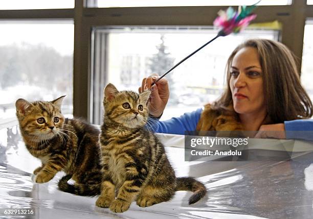 Two kittens are seen during the International Cat Show in Kiev, Ukraine, on January 28, 2017.The show presents more than 20 breeds of cats,including...