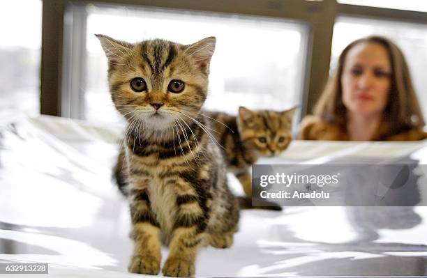 Two kittens are seen during the International Cat Show in Kiev, Ukraine, on January 28, 2017.The show presents more than 20 breeds of cats,including...