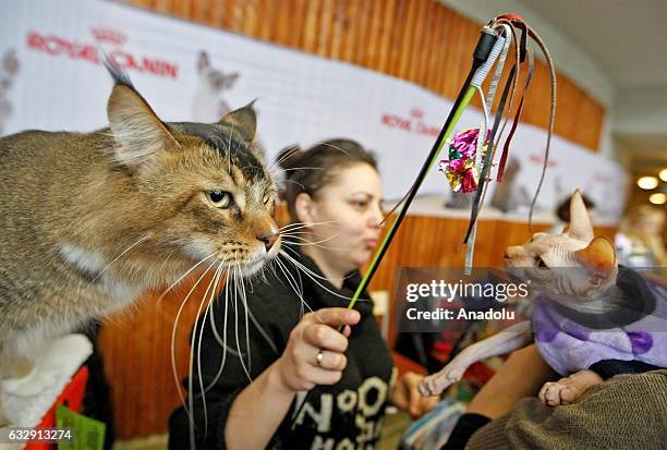 Cats are seen during the International Cat Show in Kiev, Ukraine, on January 28, 2017.The show presents more than 20 breeds of cats,including Kuril...