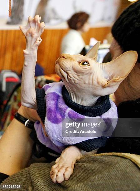 Cat is seen during the International Cat Show in Kiev, Ukraine, on January 28, 2017.The show presents more than 20 breeds of cats, including Kuril...