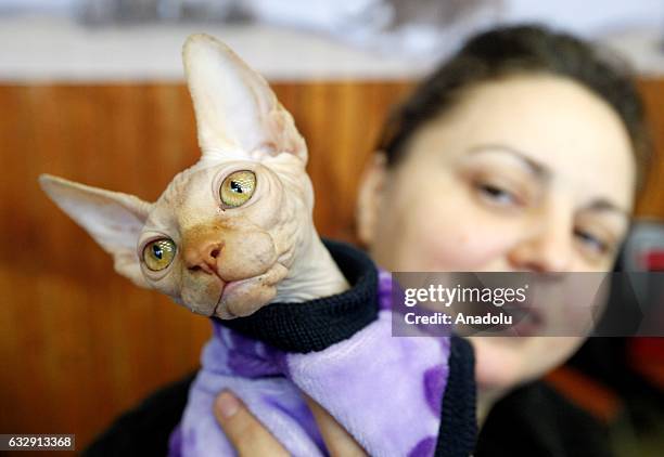 Woman holds a cat in her arms during the International Cat Show in Kiev, Ukraine, on January 28, 2017.The show presents more than 20 breeds of cats,...