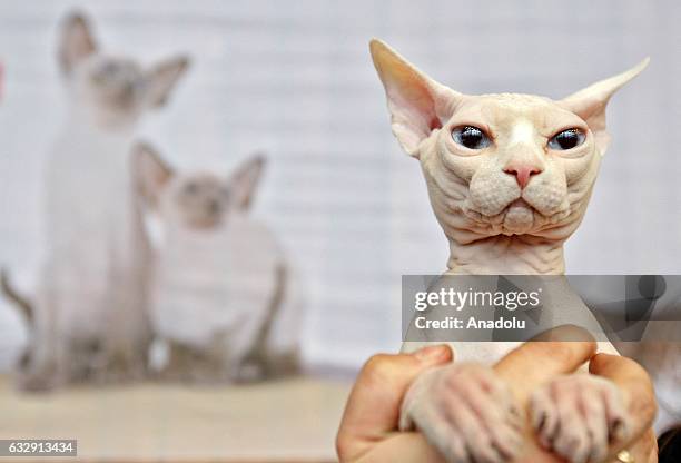 Cat is seen during the International Cat Show in Kiev, Ukraine, on January 28, 2017.The show presents more than 20 breeds of cats, including Kuril...