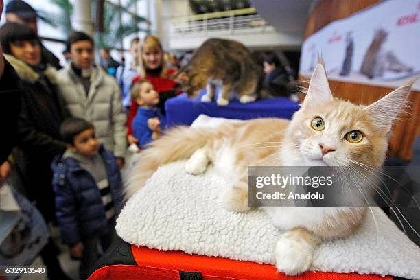 Cat is seen during the International Cat Show in Kiev, Ukraine, on January 28, 2017.The show presents more than 20 breeds of cats, including Kuril...