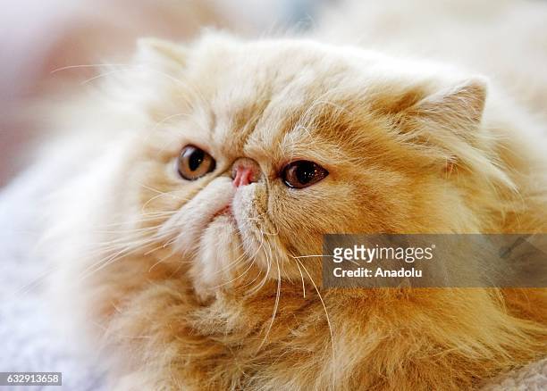 Cat is seen during the International Cat Show in Kiev, Ukraine, on January 28, 2017.The show presents more than 20 breeds of cats, including Kuril...