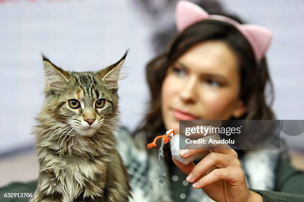 Cat is seen during the International Cat Show in Kiev, Ukraine, on January 28, 2017.The show presents more than 20 breeds of cats, including Kuril...