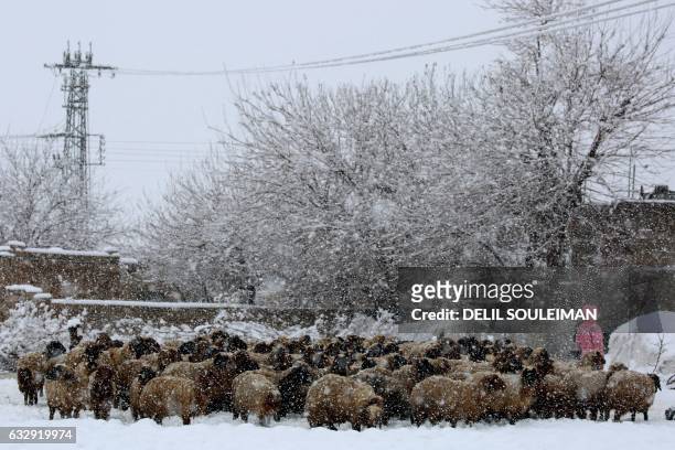 Syrian Kurdish girl herds sheep during a snow storm in the town of Amuda, some 30 kilometres west of Qamishli, a Kurdish-majority city in Syria's...