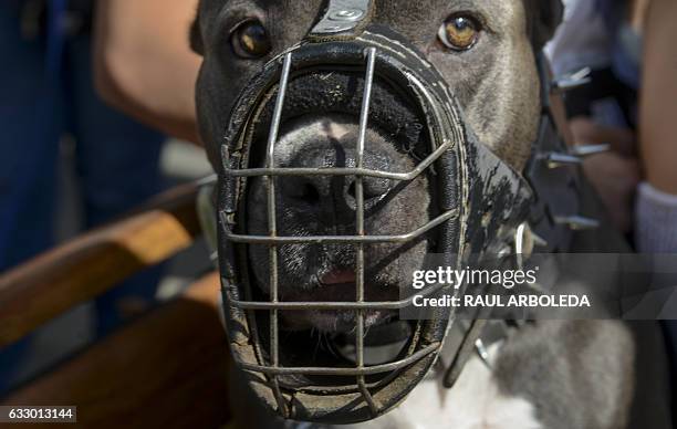 People march with their pitbull terrier dogs in support of their animals, in Medellin, Colombia on January 29 after last week a 14-month-old child...