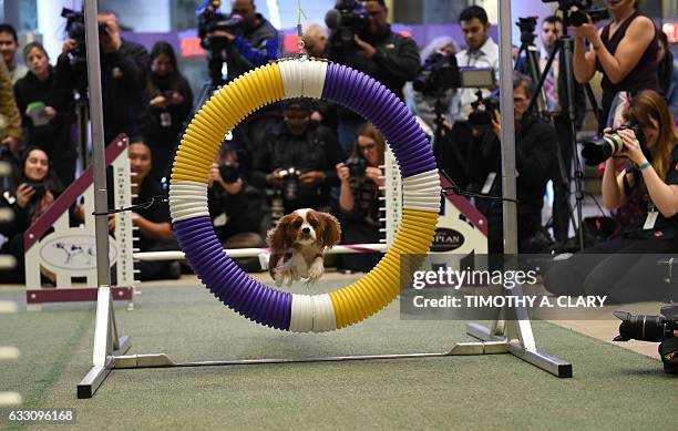 King Charles Cavalier jumps through a hoop on the agility course during a press conference by the Westminster Kennel Club January 30, 2017 in New...