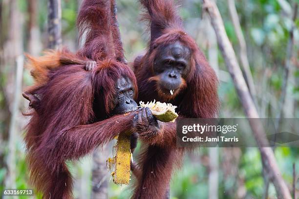 a pair of orangutans sharing food - orang utan stock pictures, royalty-free photos & images