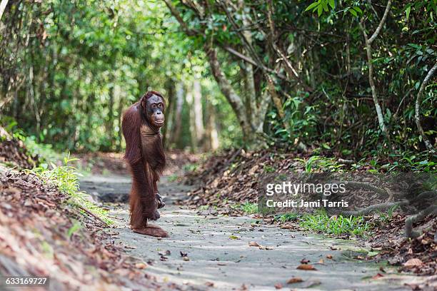 an orangutan standing up straight in the forest - orang utan stock-fotos und bilder