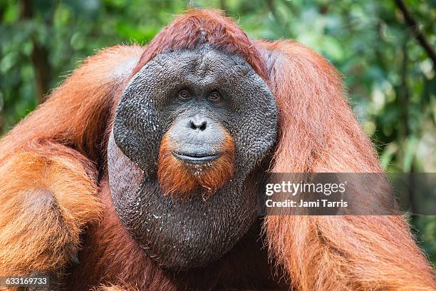 a wild dominant male orangutan portrait - male animal stock pictures, royalty-free photos & images