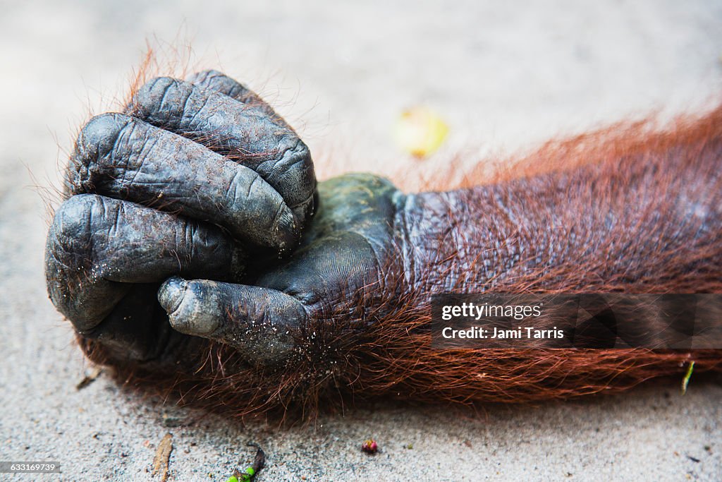 An orangutan hand, close-up