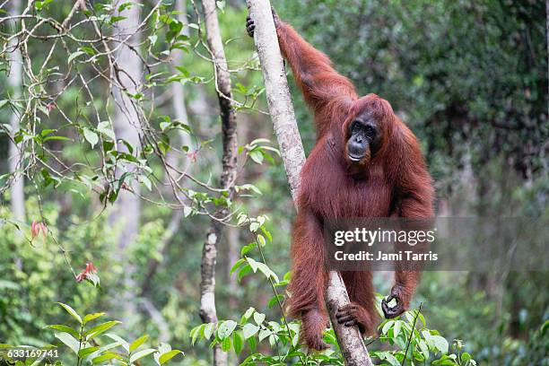 a wild orangutan hanging from a tree - orang utan stock pictures, royalty-free photos & images