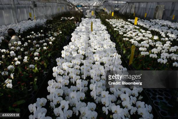 Orchids grow in a greenhouse at Ushimura Orchid Farm, a supplier to ArtGreen Co., in Ebina City, Kanagawa Prefecture, Japan, on Friday, Jan. 6, 2017....