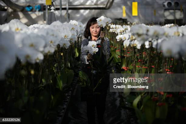 An employee carries orchids in a greenhouse at Ushimura Orchid Farm, a supplier to ArtGreen Co., in Ebina City, Kanagawa Prefecture, Japan, on...