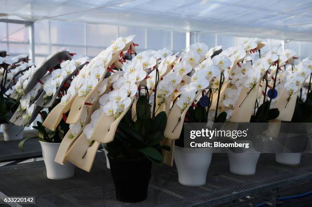 Potted orchids sit in a greenhouse at Ushimura Orchid Farm, a supplier to ArtGreen Co., in Ebina City, Kanagawa Prefecture, Japan, on Friday, Jan. 6,...