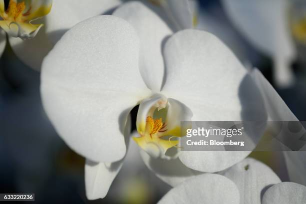 An orchid grows in a greenhouse at Ushimura Orchid Farm, a supplier to ArtGreen Co., in Ebina City, Kanagawa Prefecture, Japan, on Friday, Jan. 6,...