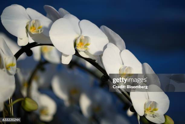 Orchids grow in a greenhouse at Ushimura Orchid Farm, a supplier to ArtGreen Co., in Ebina City, Kanagawa Prefecture, Japan, on Friday, Jan. 6, 2017....