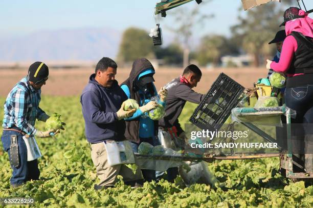 Mexican farm workers harvest lettuce in a field outside of Brawley, California, in the Imperial Valley, on January 31, 2017. Many of the farm workers...