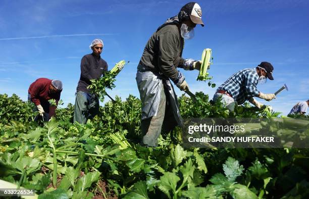 Mexican farm workers harvest celery in a field of Brawley, California, in the Imperial Valley, on January 31, 2017. Many of the farm workers...