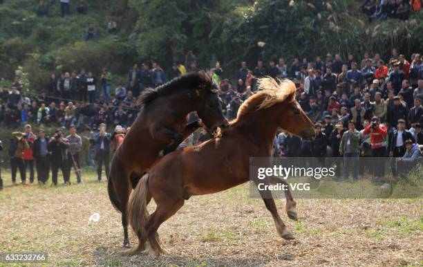 Two horses fight during a horse competition at Rongshui Miao Autonomous County on January 30, 2017 in Liuzhou, Guangxi Zhuang Autonomous Region of...