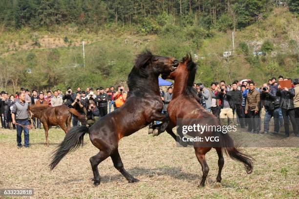 Two horses fight during a horse competition at Rongshui Miao Autonomous County on January 30, 2017 in Liuzhou, Guangxi Zhuang Autonomous Region of...