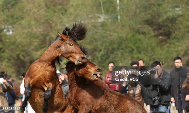 Two horses fight during a horse competition at Rongshui Miao Autonomous County on January 30, 2017 in Liuzhou, Guangxi Zhuang Autonomous Region of...