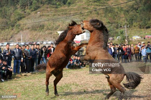 Two horses fight during a horse competition at Rongshui Miao Autonomous County on January 30, 2017 in Liuzhou, Guangxi Zhuang Autonomous Region of...