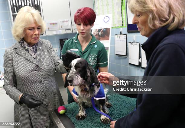 Camilla, Duchess Of Cornwall with Willow the dog during her visit to Battersea Dogs and Cats Home on February 1, 2017 in Old Windsor, England.