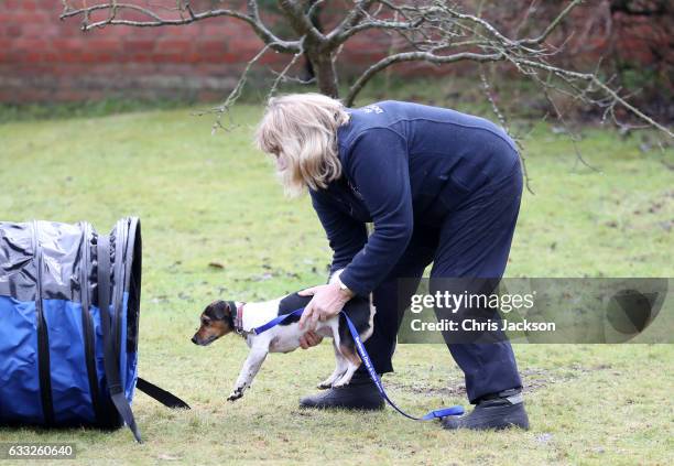 Beth, the Duchess Of Cornwall's dog competes an agility course during her visit to Battersea Dogs and Cats Home on February 1, 2017 in Old Windsor,...