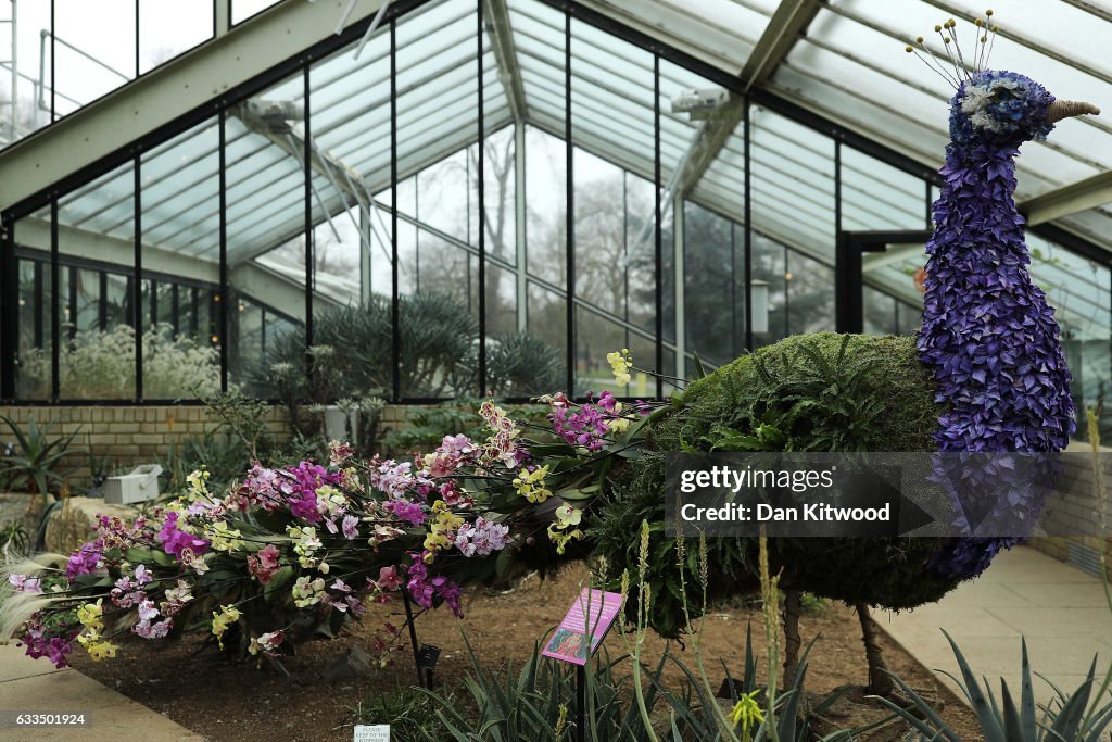 Kew Gardens Presents It's Annual Orchid Show