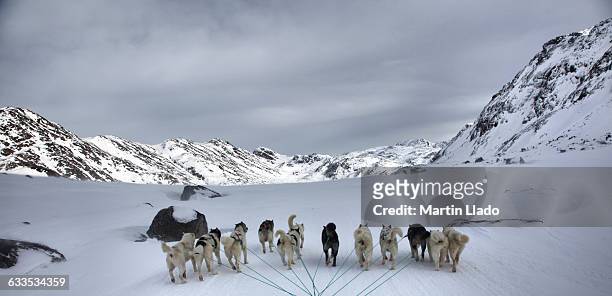 dog sledding in greenland - dog sledding stock pictures, royalty-free photos & images