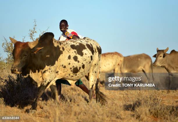 Adowan Letowon, 28-years-old, a Samburu "moran" or warrior grazes his herd on the Loisaba wildlife conservancy, on a plateau northwest of Mount Kenya...