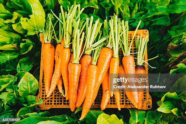 crate of carrots in garden - carrot farm stock pictures, royalty-free photos & images