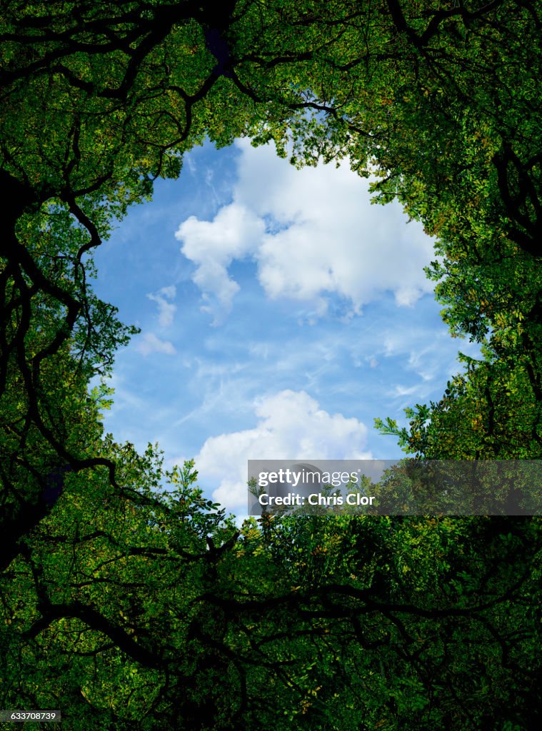 Low angle view of sky and tree canopy