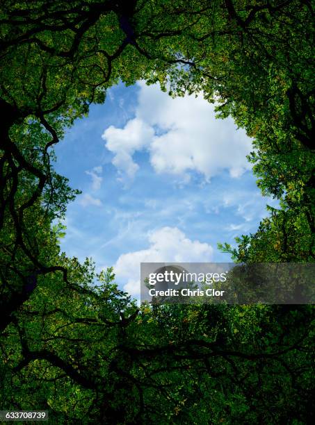 low angle view of sky and tree canopy - illustration and painting stock illustrations