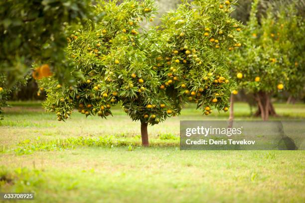 fruit tree in rural field - lemon tree stockfoto's en -beelden