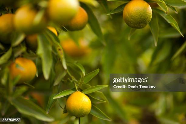 close up of fruit growing on tree - orchard stock pictures, royalty-free photos & images