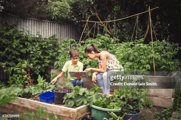 mixed race children using digital tablet in garden - palmerston north nz bildbanksfoton och bilder