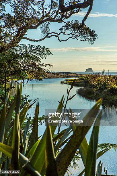 river in remote landscape through tall grass - hot water beach coromandel stock pictures, royalty-free photos & images