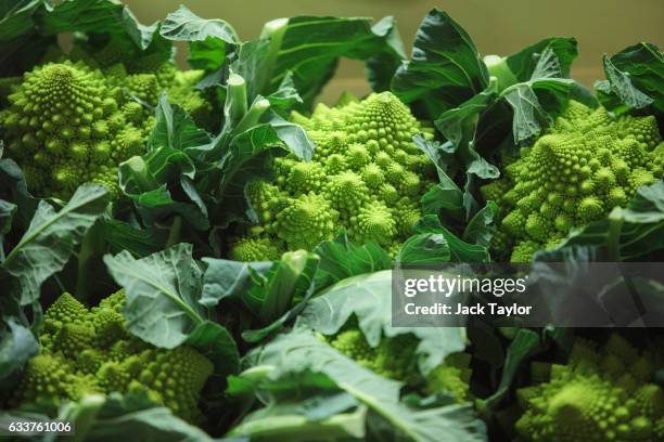 Romanesco broccoli is packaged for sale at the New Covent Garden fruit and vegetable wholesale market, Nine Elms on February 4, 2017 in London,...