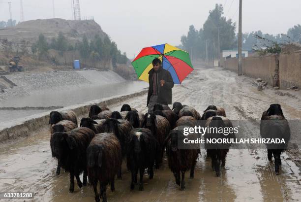 An Afghan shepherd herds sheep on a rainy day in Jalalabad on February 4, 2017. / AFP PHOTO / NOORULLAH SHIRZADA