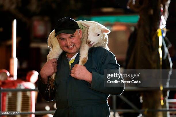 man in bar with lamb on shoulders - sheep farm stock pictures, royalty-free photos & images