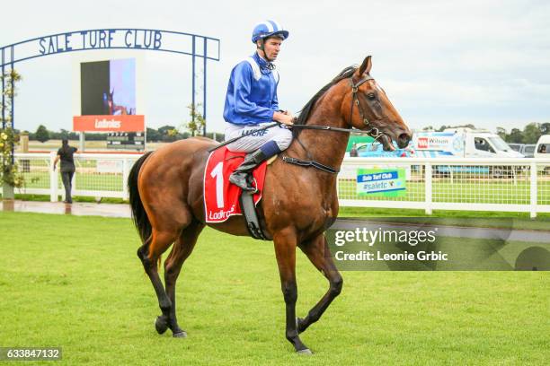 Muraahib ridden by Steven Arnold after winning the WorkforceXS SV 2YO Handicap at Sale Racecourse on February 05, 2017 in Sale, Australia.