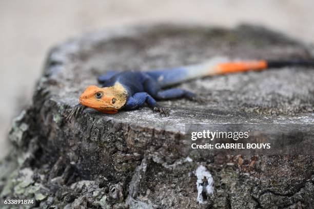 An Agama agama lizard is pictured in Libreville on February 5, 2017. / AFP / GABRIEL BOUYS